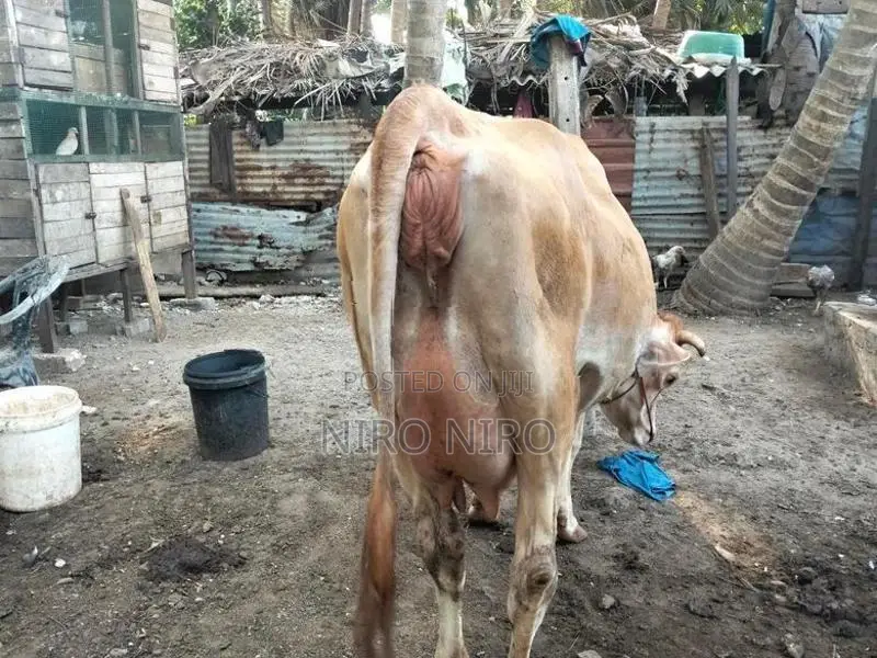 Milk Cow