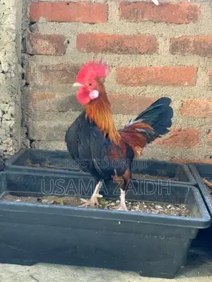 OEG Bantam