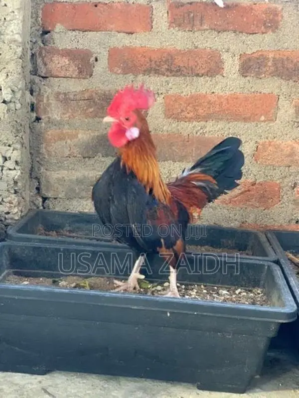 OEG Bantam