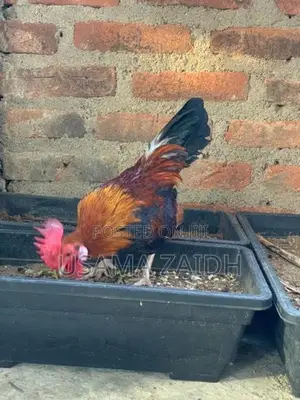 OEG Bantam
