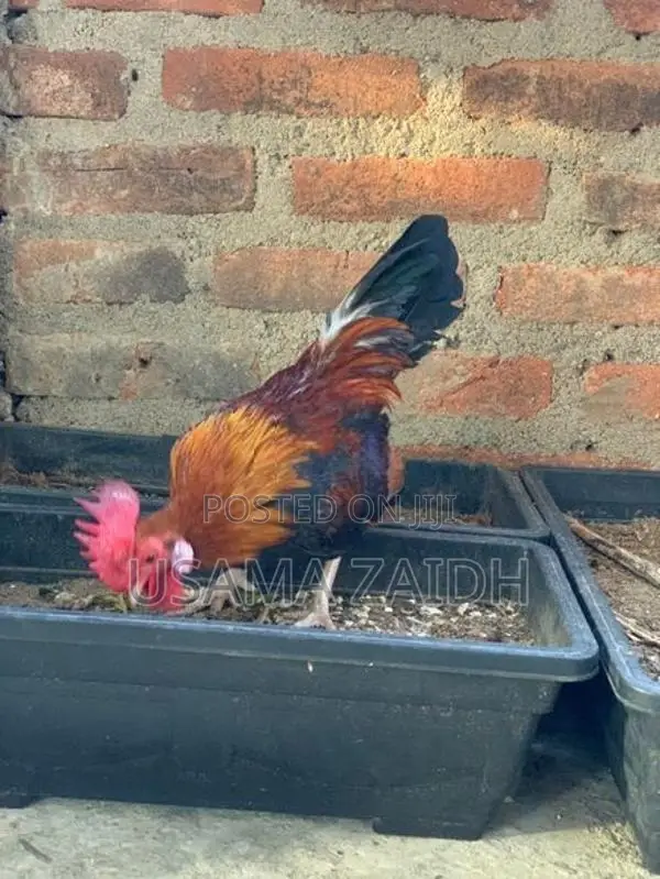 OEG Bantam