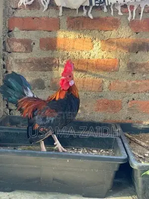 OEG Bantam