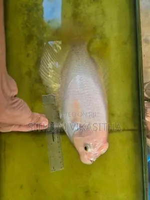giant gourami