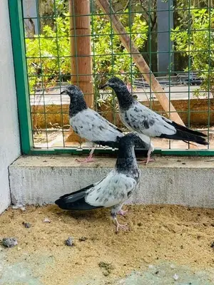 Pigeon