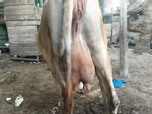 Farm Cow