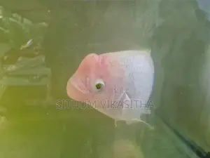 giant gourami