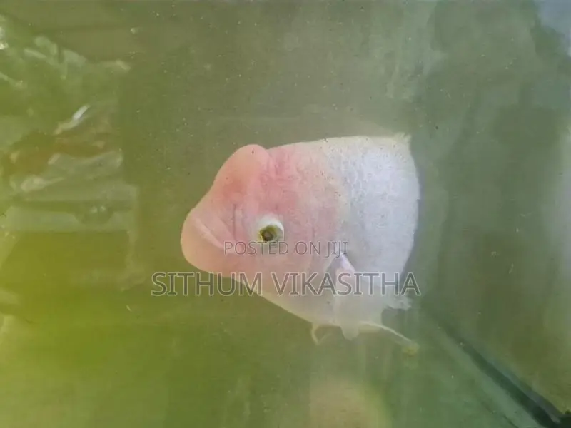 giant gourami