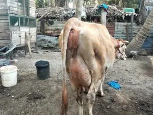 Farm Cow