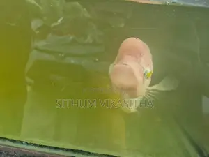 giant gourami