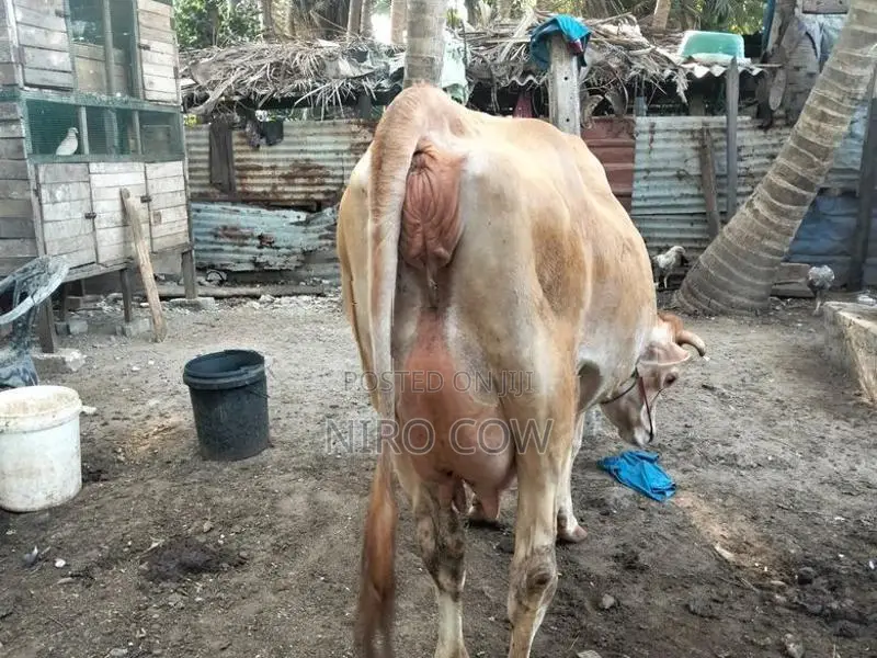 Farm Cow