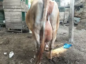Farm Cow