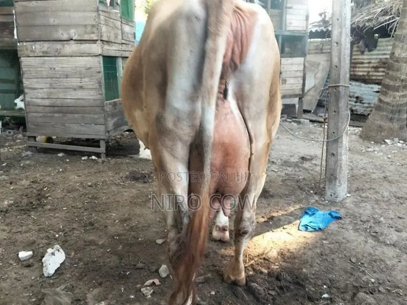 Farm Cow