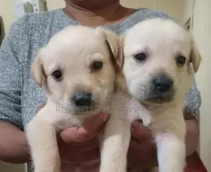 Labradors Puppies