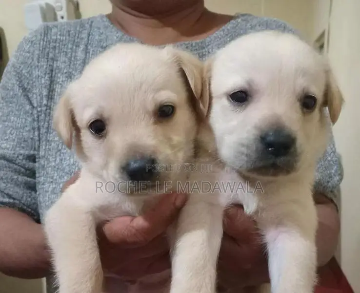 Labradors Puppies