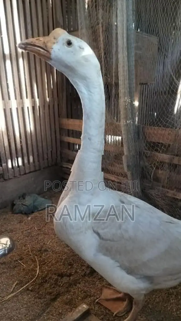 Goose