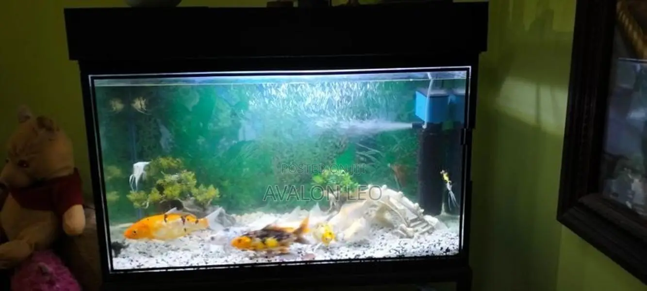 Fish Tank