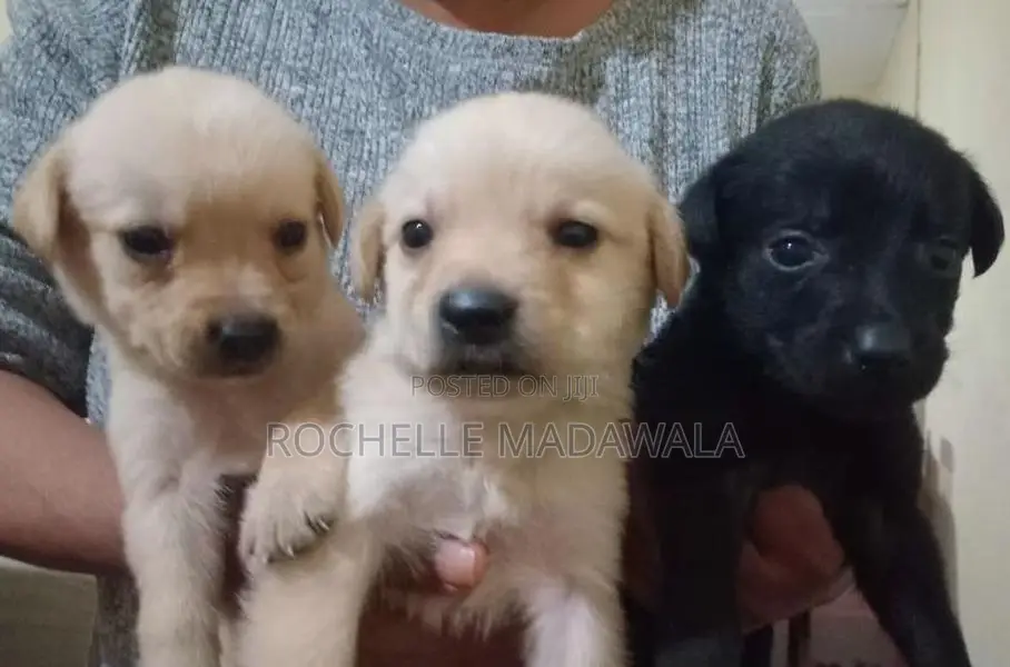 Labradors Puppies