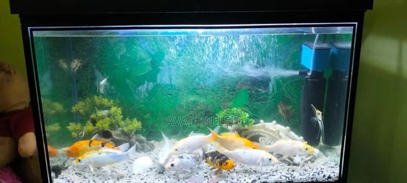 Fish Tank