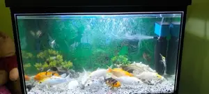 Fish Tank