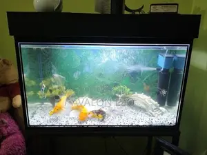 Fish Tank