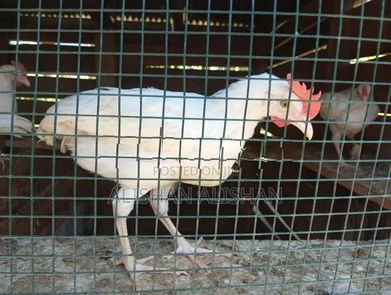 Country Chicken