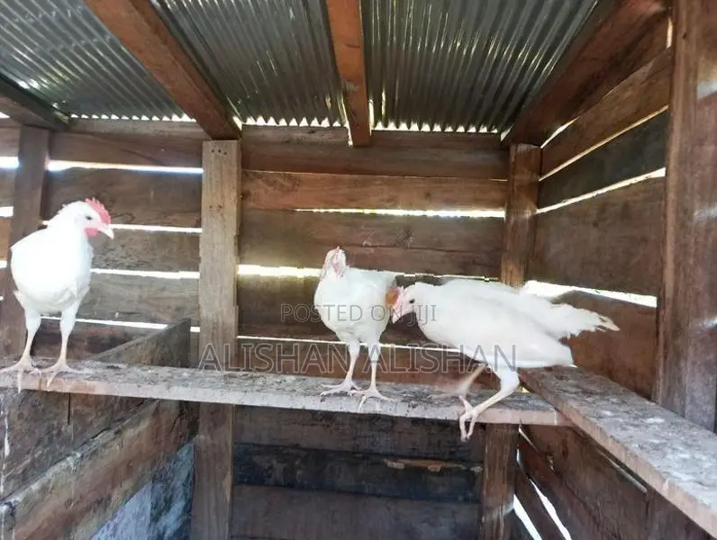 Country Chicken