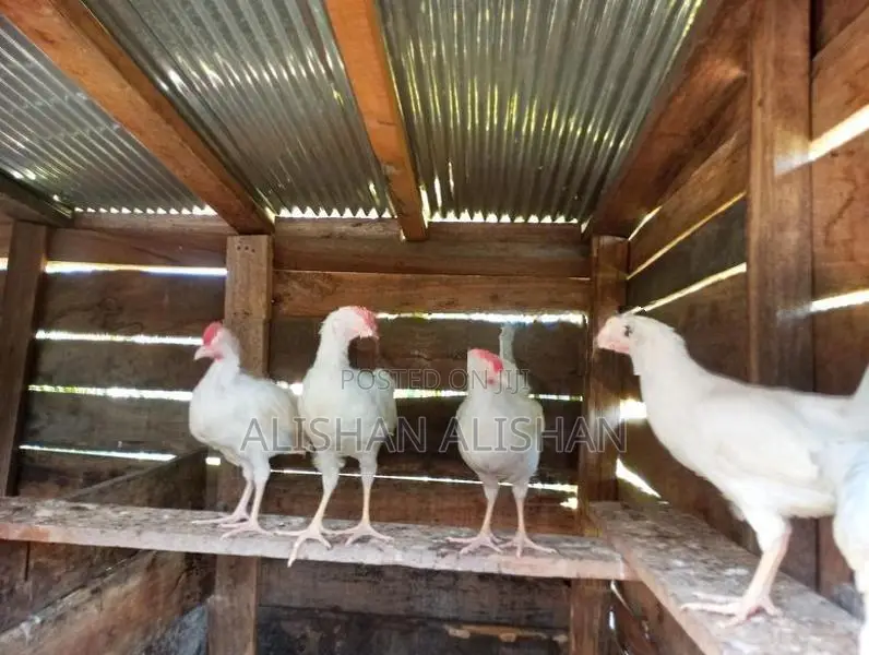 Country Chicken
