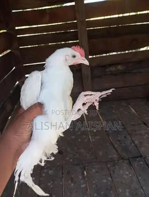Country Chicken