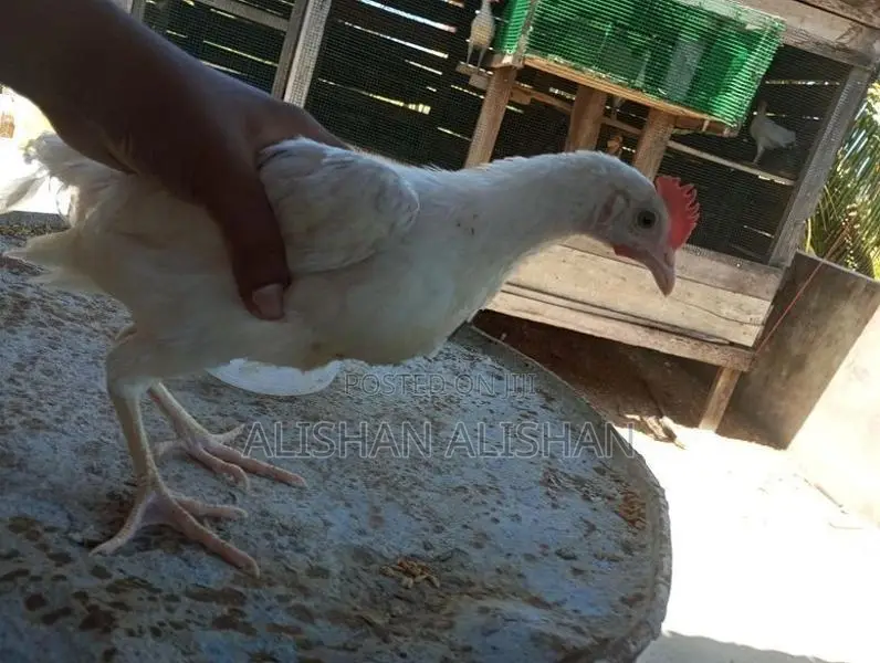 Country Chicken