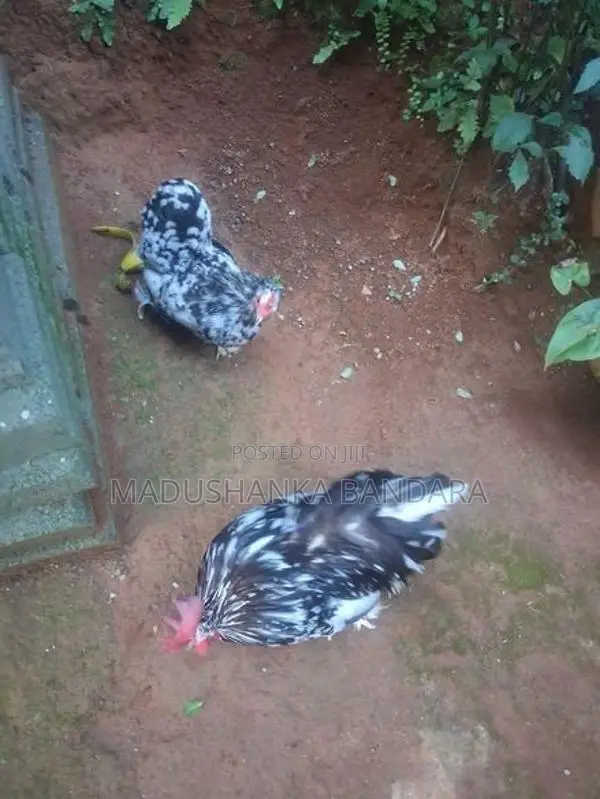 Farm Chick
