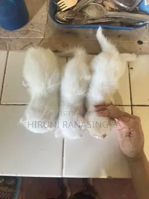 Persian Kittens