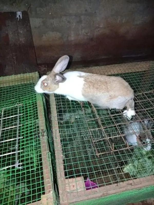 முயல்