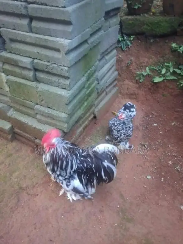Chicken