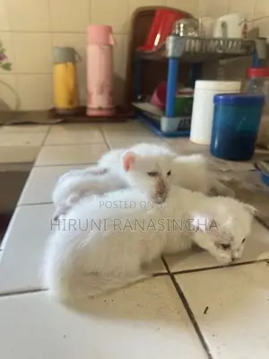 Persian Kittens