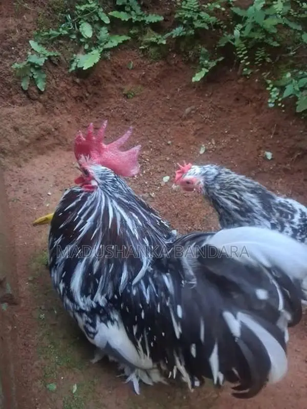 Farm Chick