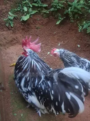 Chicken