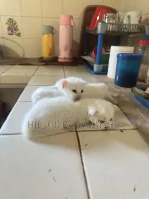 Persian Kittens