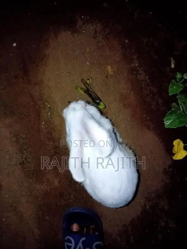 முயல்