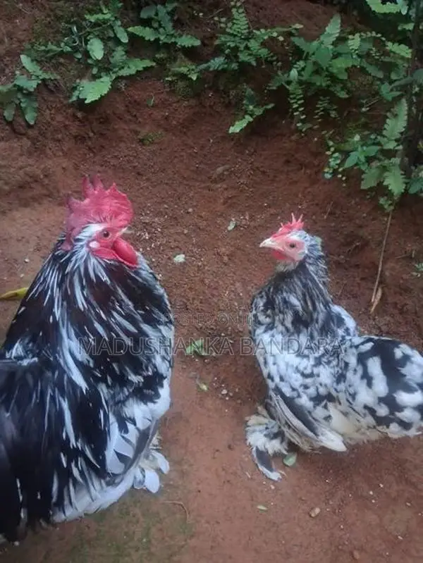 Farm Chick