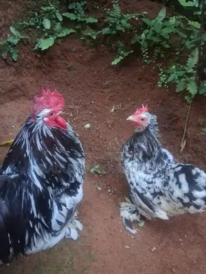 Chicken
