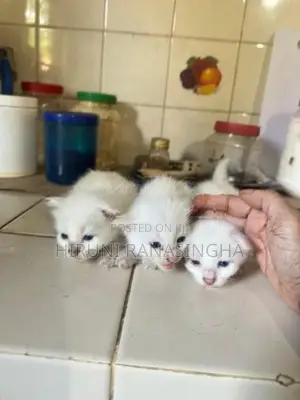 Persian Kittens