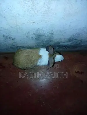முயல்