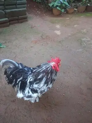 Farm Chick