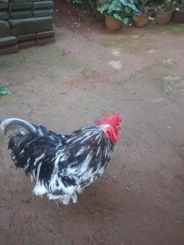 Farm Chick