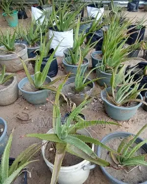 Aloe Vera Plants