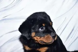 Rottweiler Puppies