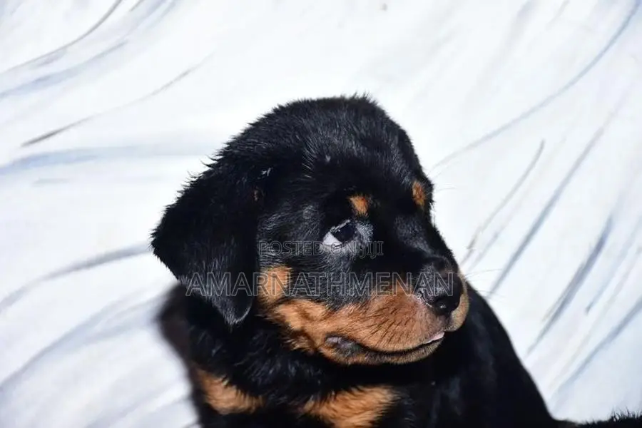 Rottweiler Puppies