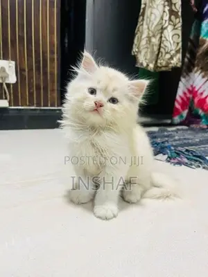 Persian Kittens