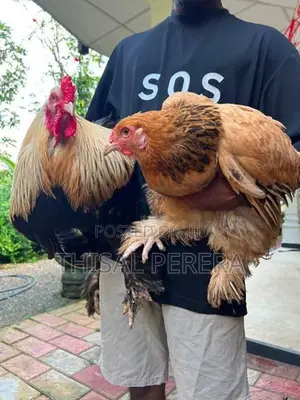 Brahma Chicken