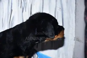 Rottweiler Puppies